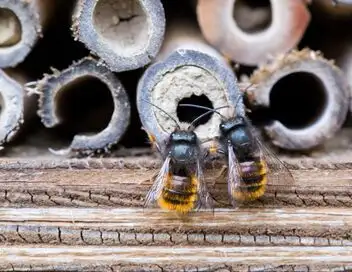Nos amis sauvages - Saison 4 - Des abeilles très sauvages – affiche