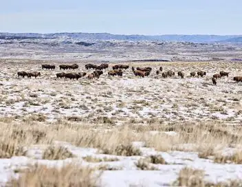 La grande prairie, le pacte du bison – affiche