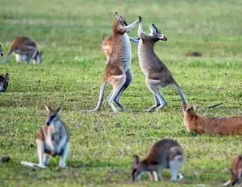 SOS faune sauvage - Australie - Saison 1 - Wallabies en danger – affiche