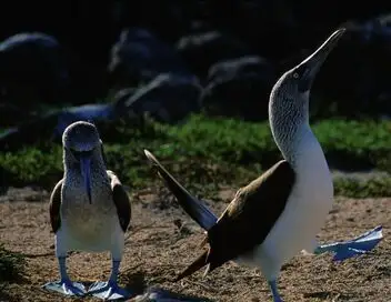 Destination Wild - Saison 1 - Les îles Galápagos – affiche