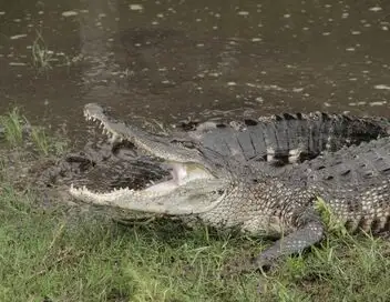 Les cowboys des marais - Saison 2 - Le grand méchant alligator – affiche