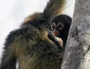 Les animaux, sauveurs des forêts tropicales - Les alliés de la forêt – affiche