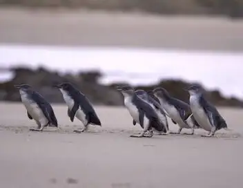 SOS faune sauvage - Australie - Manchots en danger – affiche