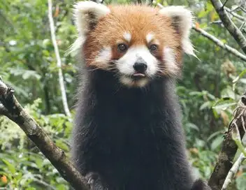 Destination Wild : Les merveilles de la Chine - Saison 1 - Le royaume des géants – affiche