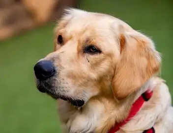 Dog House : un chien pour la vie - Saison 3 - Les deux font la paire – affiche