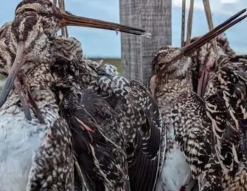 Tous fous du calibre 20 - Saison 3 - Chasse à la Bécassine en Argentine – affiche