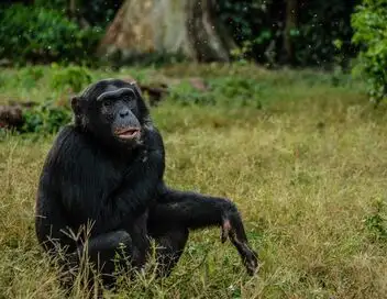 Afrique : à la vie, à la mort - Saison 8 - La loi de la Jungle – affiche