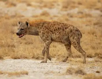 Beauval, au plus près des animaux - Saison 1 - Soigneurs sur le pont – affiche