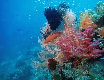 Equator's Wild Secrets - Saison 1 - Royaume de corail – affiche
