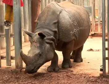 Beauval, au plus près des animaux - Saison 1 - Naissances exceptionnelles – affiche