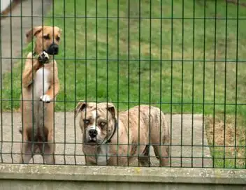 Animaux à adopter : nouvelle famille pour une nouvelle vie - Black Out et ses chatons, Howard et Alpha les chiots qui se réconfortent – affiche