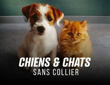 Chiens et chats sans collier - Saison 2 - Prince le miraculé – affiche