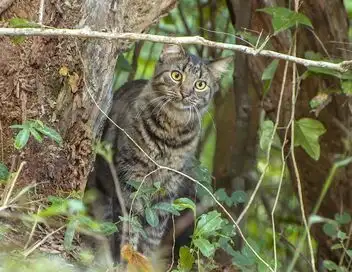 Le chat, ce tueur si mignon – affiche