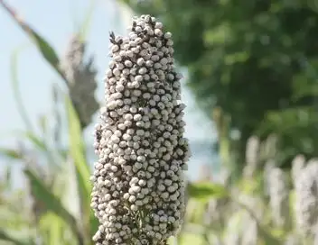 Alimentation : l'avenir en céréales ? - Philippines et Indonésie – affiche