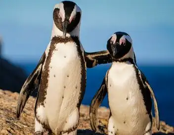 Le zoo de San Diego - Saison 1 - Cours de natation pour pingouins – affiche