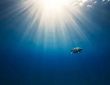 Le mystère du requin géant - Saison 1 – affiche