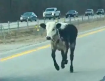 Sur le vif : vidéos insolites - Saison 1 - Dangers sur l'autoroute – affiche