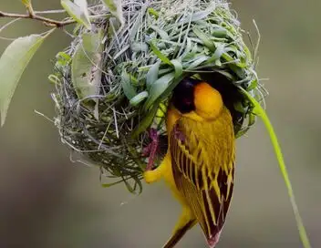 Les survivants ultimes de la nature - Saison 2 - Les meilleurs bâtisseurs – affiche