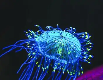 La vie en fluo : Briller pour survivre – affiche