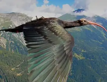 Les survivants ultimes de la nature - Saison 1 - Créatures de haut vol – affiche