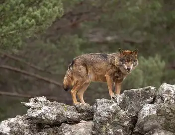 Le royaume sauvage d'Ibérie - Saison 1 - Le loup ibérique – affiche