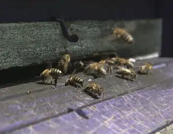 Les maîtres des abeilles - Saison 1 - Slovénie, le refuge de l'abeille carniolienne – affiche
