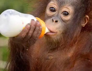 Orangs-outans : nos frères de la forêt - Dans la jungle de Bornéo – affiche