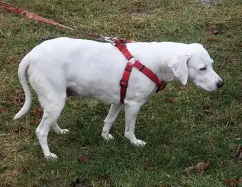 L'incroyable Dr Pol - Saison 9 - Un dogue allemand à la fois – affiche