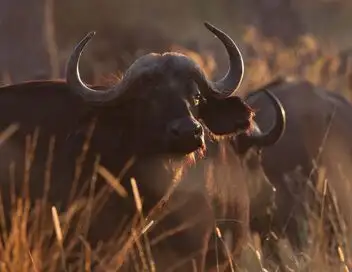 Destination Wild : Botswana - Episode 01 – affiche