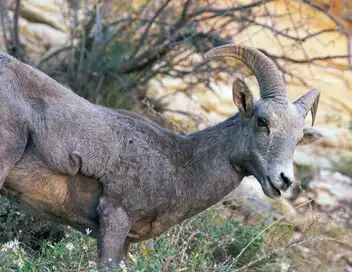 Merveilles de la nature - Saison 1 - Grand Canyon, un héritage à préserver – affiche