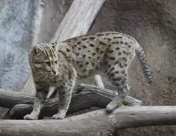 Le Zoo de San Diego - Saison 2 - Bébé wallaby – affiche