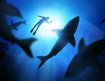 Attaques de requins : les témoins – affiche