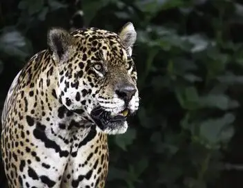 Objectif Wild - Face à face avec les jaguars – affiche