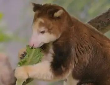 Le Zoo de San Diego - Saison 2 - Bébés miracles – affiche