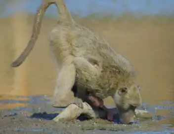 Afrique : à la vie, à la mort - Saison 8 - Mort en eau trouble – affiche