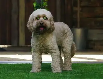 Dog House : un chien pour la vie - Saison 5 - L'accord parfait – affiche