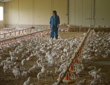 Poulet mania – affiche