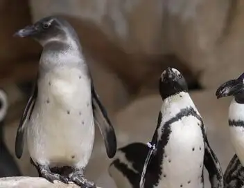 Nausicaá, dans les coulisses du plus grand aquarium d'Europe - Saison 1 – affiche