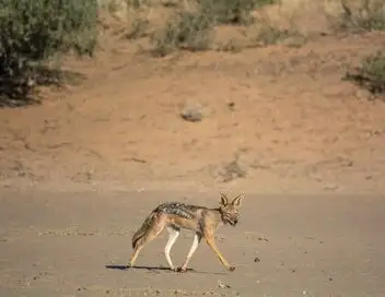 Afrique, royaume impitoyable - Saison 1 - Kalahari – affiche