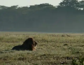 Afrique, royaume impitoyable - Saison 1 - Infinies prairies – affiche