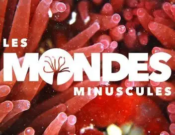 Les mondes minuscules - Tempête sur la dune – affiche