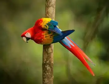 Beauval, au plus près des animaux - Saison 1 - Défis pour les soigneurs – affiche