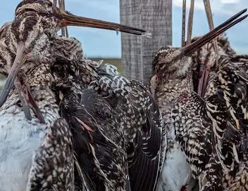 Tous fous du calibre 20 - Saison 3 - Chasse à la mode Argentine – affiche