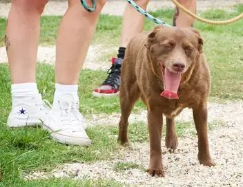 Pitbulls et prisonniers - Saison 12 - La vie en cage – affiche